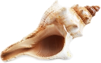 AN: National Seashell Day PC (US)