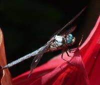 Dragonfly Image ATC