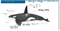 CS Animal Series - Killer Whale