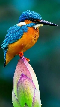 MFF: Bird-of-the-Month Tag: August: Kingfisher
