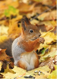 AACG:  Autumn ATC:  Squirrel, Fox, Deer