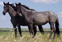 HORSES OR PONIES