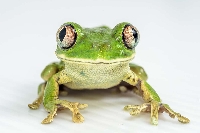 S&T: Frog postcard