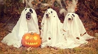 Spooky Night Halloween Swap (Europe)