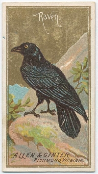 MFF: Bird-of-the-Month Tag: October:  Raven