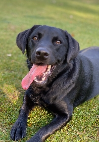 AN: National Black Dog Day PC (US)