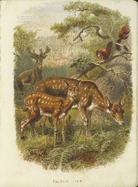 AACG:  Autumn Animals ATC:  Deer