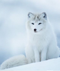 AACG:  Arctic Animals ATC Series:  Arctic Fox
