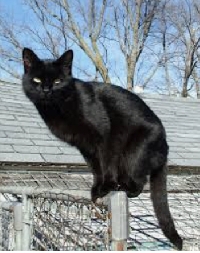 HS: Black cats