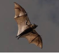 Bat season