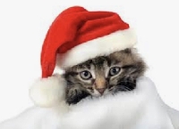 Christmas Card Swap- Cat/Kitten Theme
