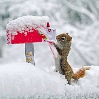 WIYM: Send An Animal Christmas Card-USA