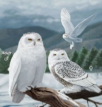 AACG: Arctic Animals ATC Series: Snowy Owl