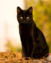Black Cat ATC 