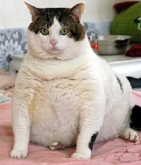 Fat Cat ATC