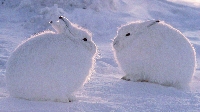 AACG:  Arctic Animals ATC Series:  Arctic Hare