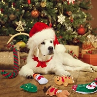APP: Christmas Card to our Pet #2
