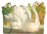 MFF: Bird-of-the-Month Tag: December: Swan