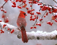 Recycled Christmas Card Postcard ~ Birds