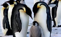 Profile Deco Swap -  Penguin Awareness Day