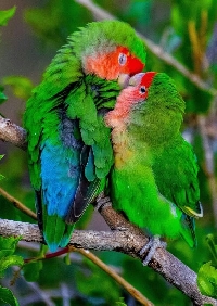MFF:  Bird-of-the-Month Card: February: Lovebirds