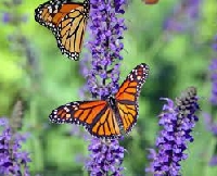NS: Thema Envelop #2 vlinders