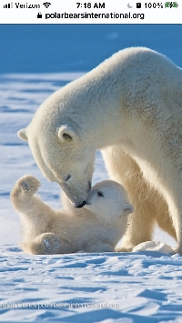 WIYM: 3 Goodies -4- Polar Bear Day 2022 (USA/CAN)