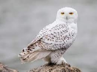 APDG ~ Animal Series #1 - Snowy Owl - February