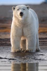 APDG ~ National Polar Bear Day - 2/27