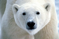 AN: Intl Polar Bear Day PC #3 (US)