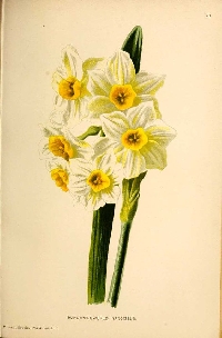 USAPC:  Flower-of-the-Month Tag: March: Daffodil