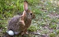 APDG ~ Animal Series #2-Cottontail Rabbit - March