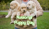 APDG ~ National Puppy Day - 3/23