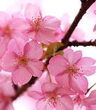Sakura/Cherry Blossom ATC 