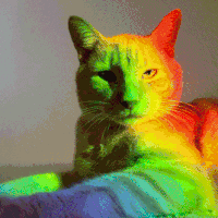 WIYM: Kitty Cat + Neon colours postcard