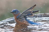 MFF:  Bird in Water ATC