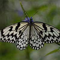 APDG~Animal Series #3-Butterflies-April