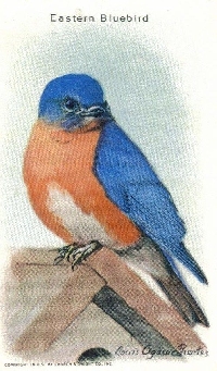 MFF:  Bird-of-the-Month Card: May: Bluebird