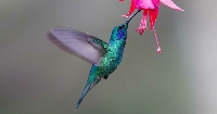 Hummingbird PC #1
