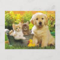 CHWH ~ Cat/Kitten Postcard Swap
