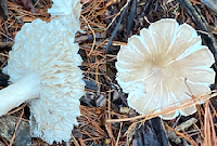 Picture, If You Will… The Fungus Among Us