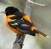 MFF:  B-O-T-M Card: August: Baltimore Oriole