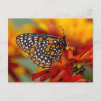 BL ~ Butterfly Postcard Swap