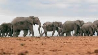 World Elephant Day Aug 12