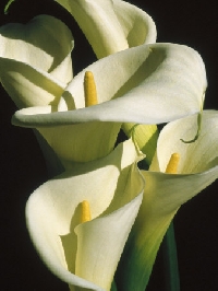 MAY'S BIRTH FLOWER / LILY