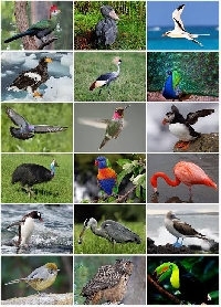 Bird pictures for journals