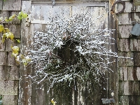 PA: Winter Wreath (1:1)