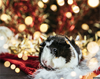 HD/HP Christmas Card & Festive Guinea Pig ATC Intl