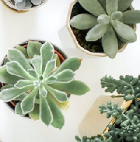 Show us your house plants!