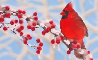 Upcycled Christmas Card PC ~ Birds